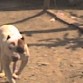 es un perro campeon